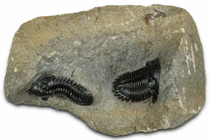 Morocconites Trilobite With Hollardops - Ofaten, Morocco #352632